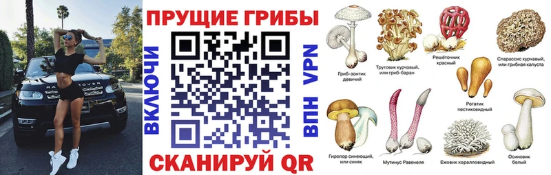 купить наркотики сайты  Алупка  Псилоцибиновые грибы Magic Shrooms 